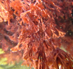 Melanthalia abscissa