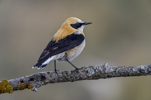 Western Black-eared Wheatear