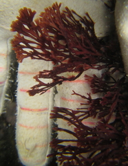 Melanthalia abscissa