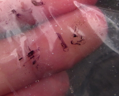 Melanthalia abscissa