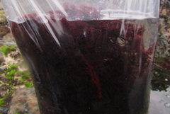 Melanthalia abscissa