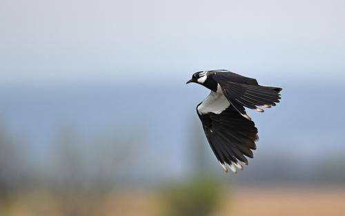 abibe (Vanellus vanellus)