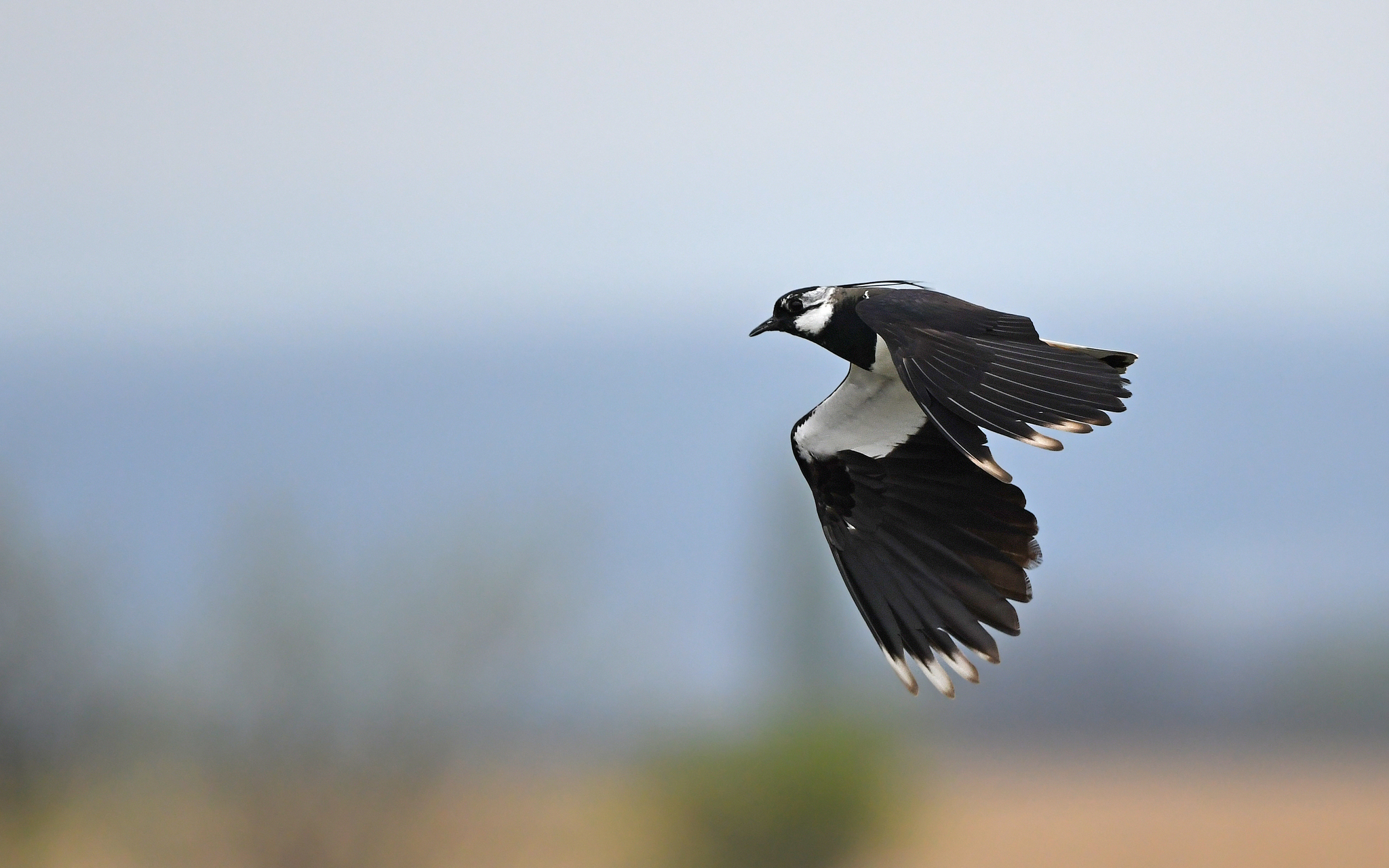 Northern Lapwing (Vanellus vanellus)