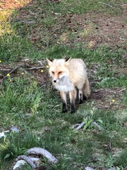 Vulpes vulpes deletrix