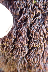 Andreaea nivalis
