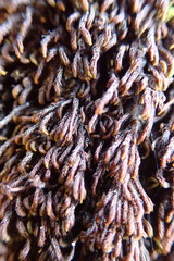 Andreaea nivalis