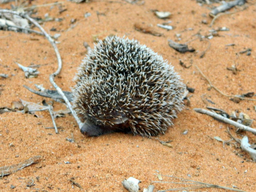 Lesser Hedgehog Tenrec