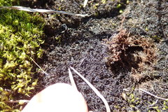 Marsupella sphacelata