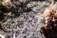 Marsupella sphacelata