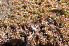 Drepanocladus