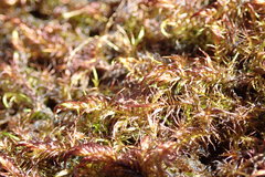 Drepanocladus