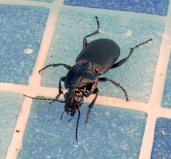 Pterostichus melas