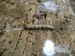 Lepidoptera