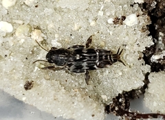 Ellipes minuta