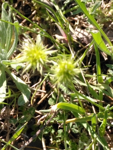 Image of Echinaria capitata by no rights reserved