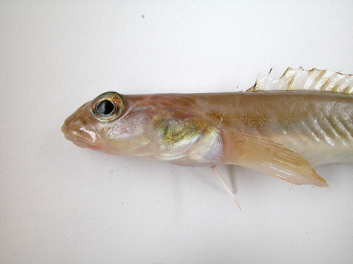 Serpent blenny (Lumpenus lampretaeformis) — Stichaeidae — 2