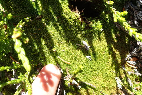 Image of Nardia geoscyphus by no rights reserved
