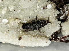 Ellipes minuta