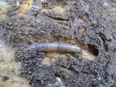 Lepidoptera