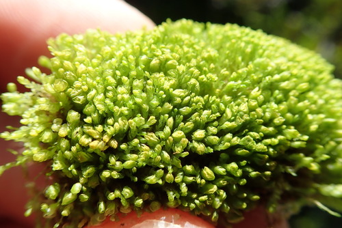 Image of Nardia geoscyphus by no rights reserved
