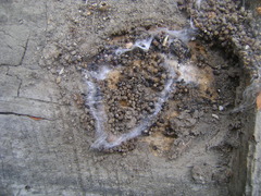 Lepidoptera