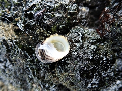 Nerita undata