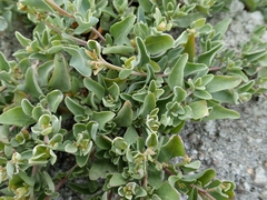 Atriplex maximowicziana