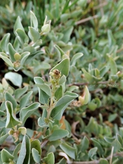 Atriplex maximowicziana