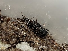Ellipes minuta