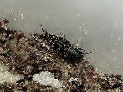 Ellipes minuta