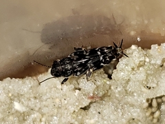 Ellipes minuta