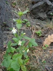 Galeopsis segetum
