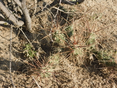 Grusonia bulbispina