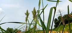 Scleria sumatrensis