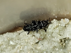 Ellipes minuta