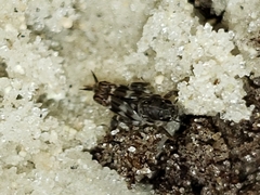Ellipes minuta