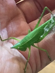 Neoconocephalus exiliscanorus