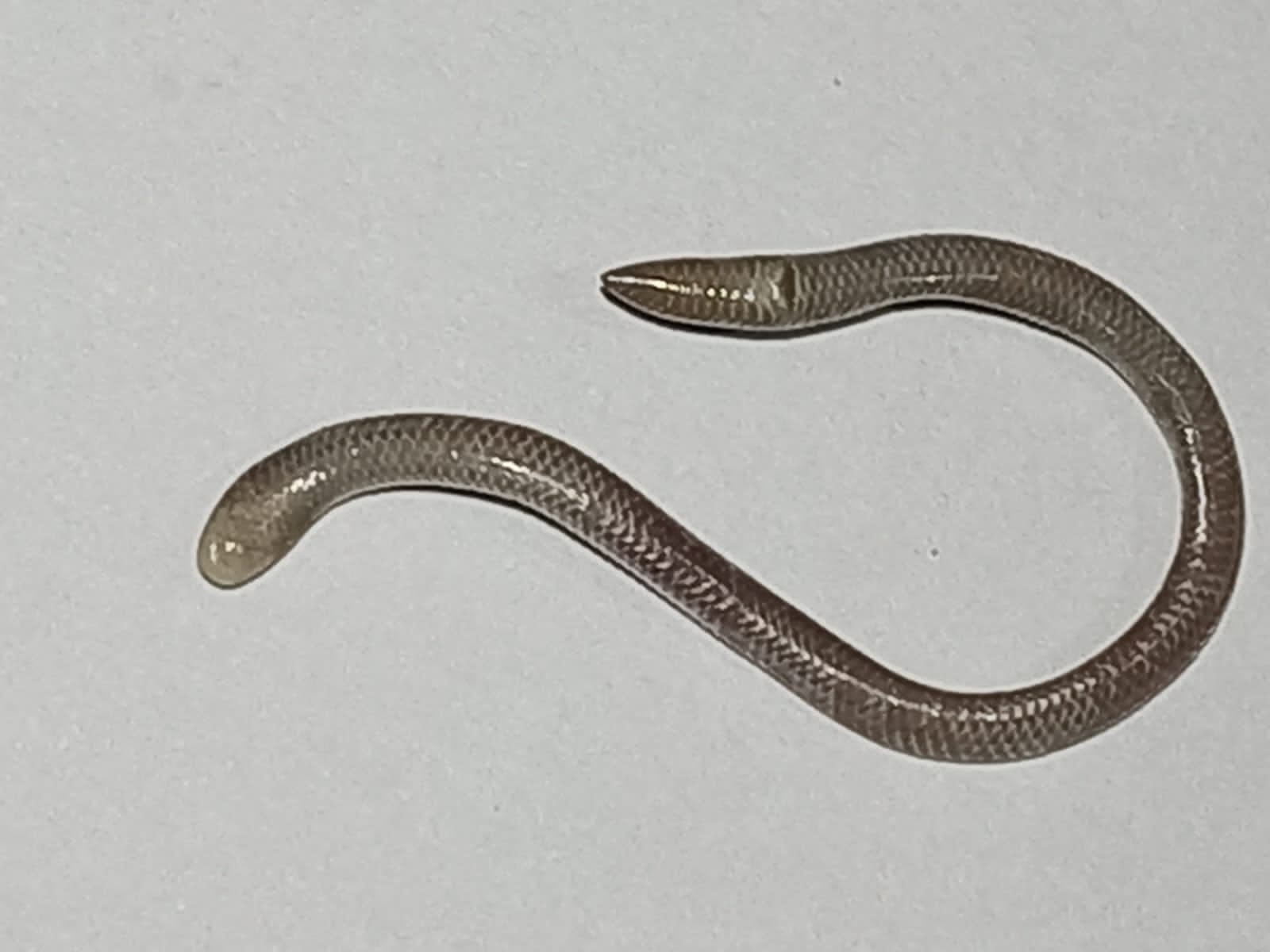 Caqueta Blind Snake photo 6