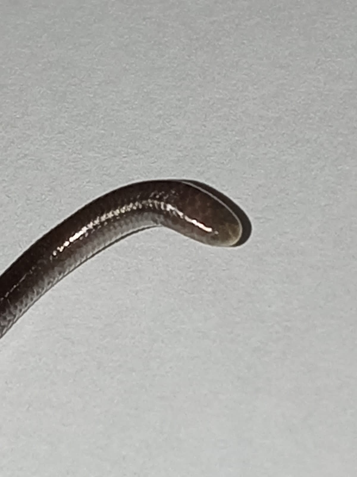 Caqueta Blind Snake photo 7