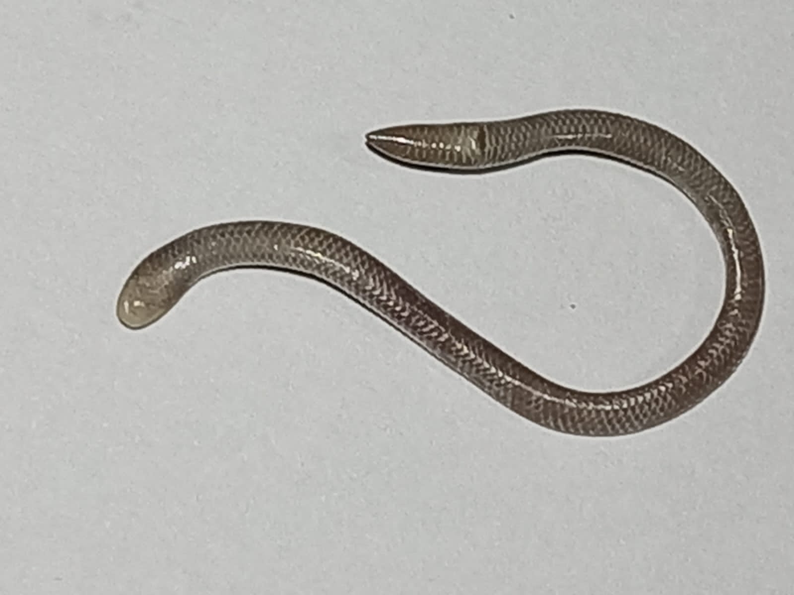 Caqueta Blind Snake photo 8