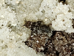 Ellipes minuta