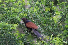 Centropus sinensis parroti