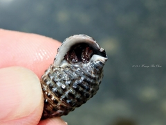 Clibanarius corallinus