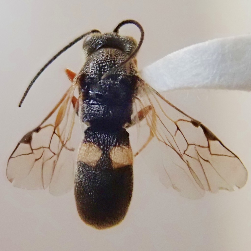 Cheloninae