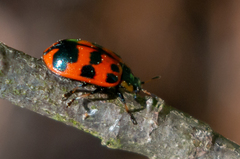 Chrysomela interrupta