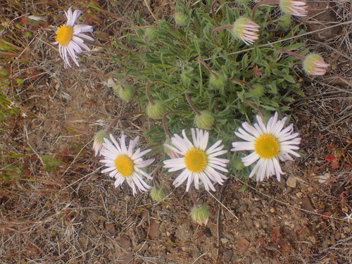 Image of Erigeron poliospermus by no rights reserved