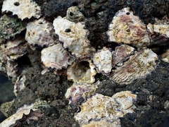 Saccostrea