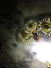 Cryptolepas rhachianecti