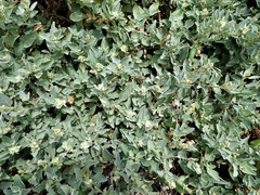 Atriplex maximowicziana