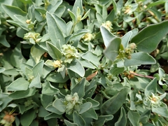 Atriplex maximowicziana